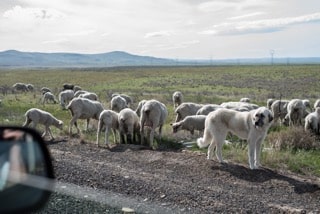 SheepDog