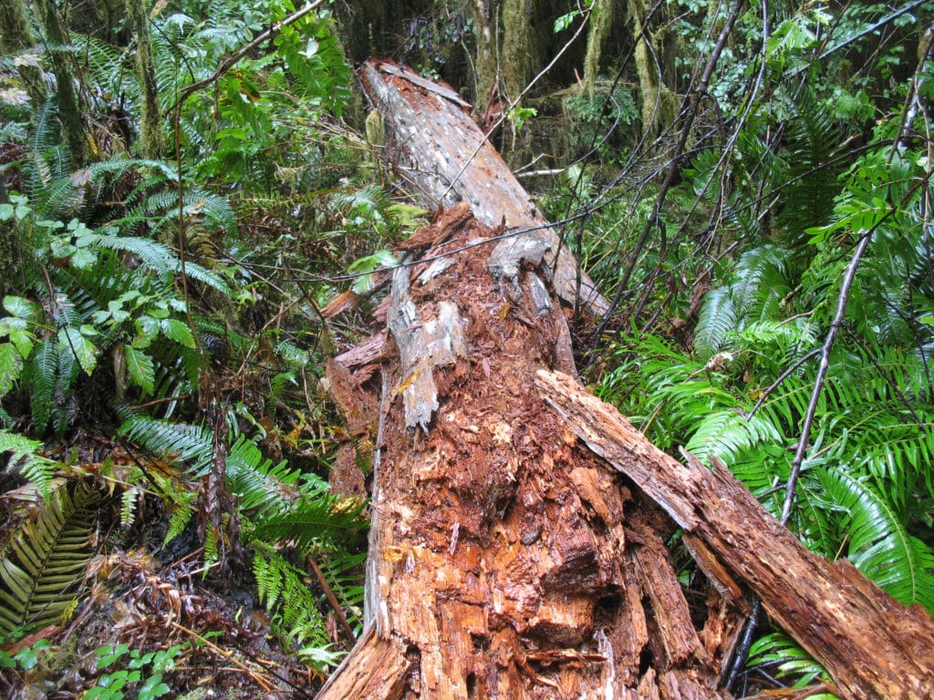 old-growth-log