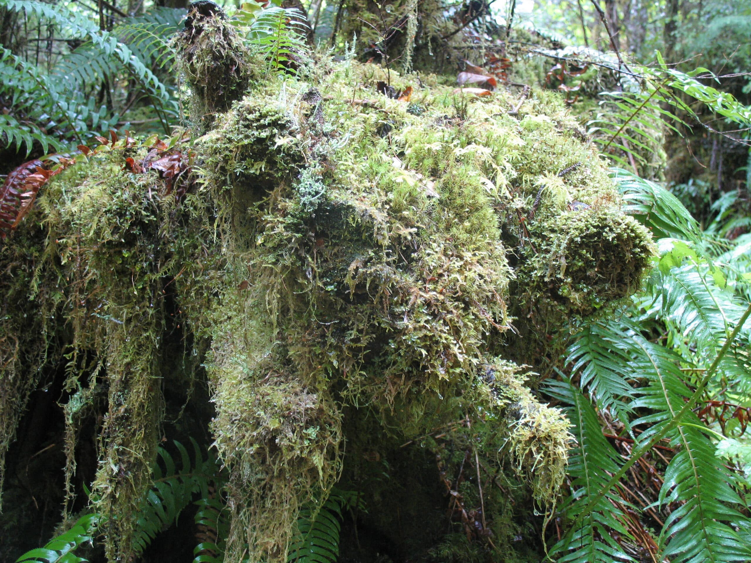 hall-of-mosses-hoh