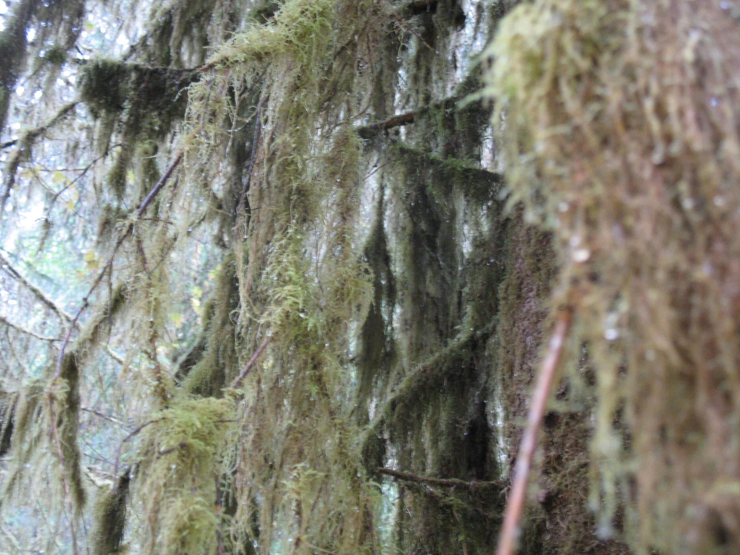 hall-of-mosses-hoh
