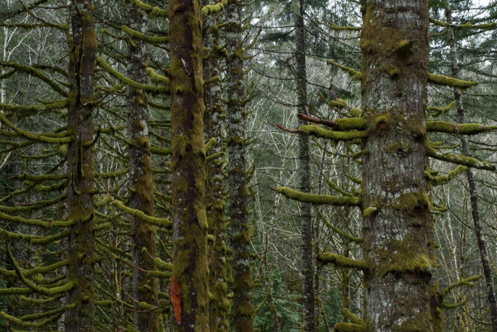 hoh-rainforest