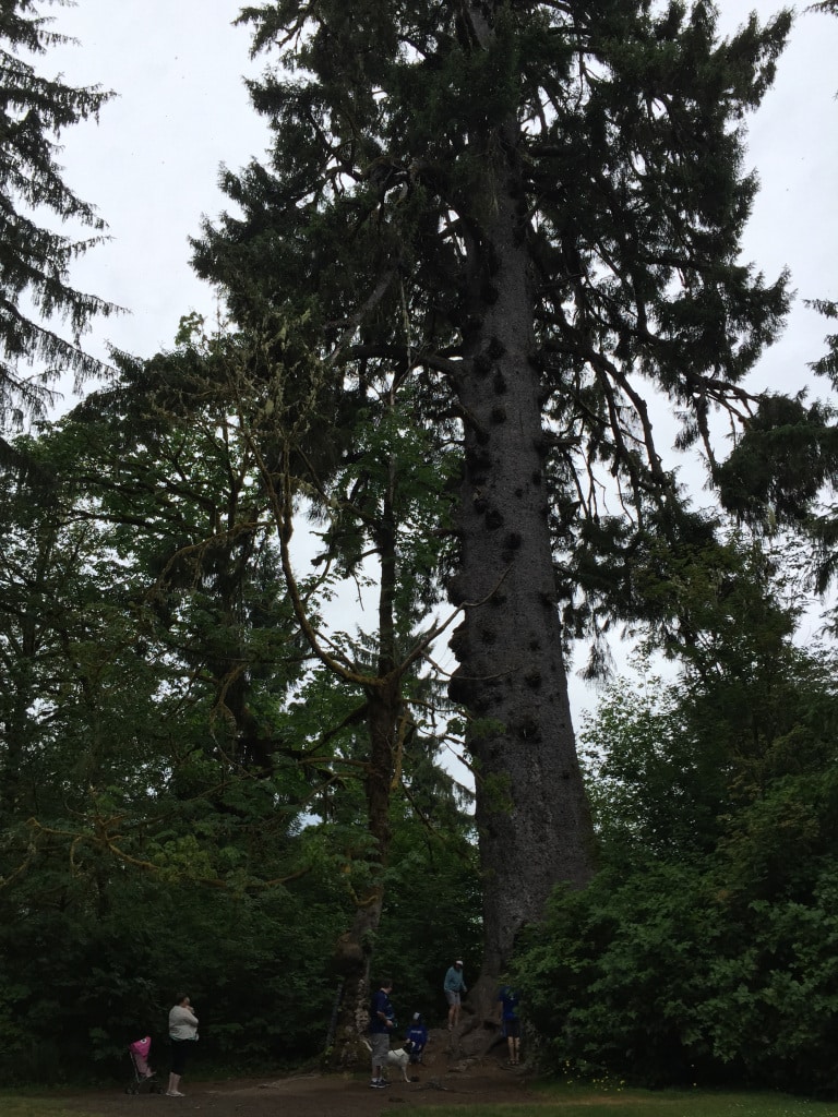 larget-spruce-tree