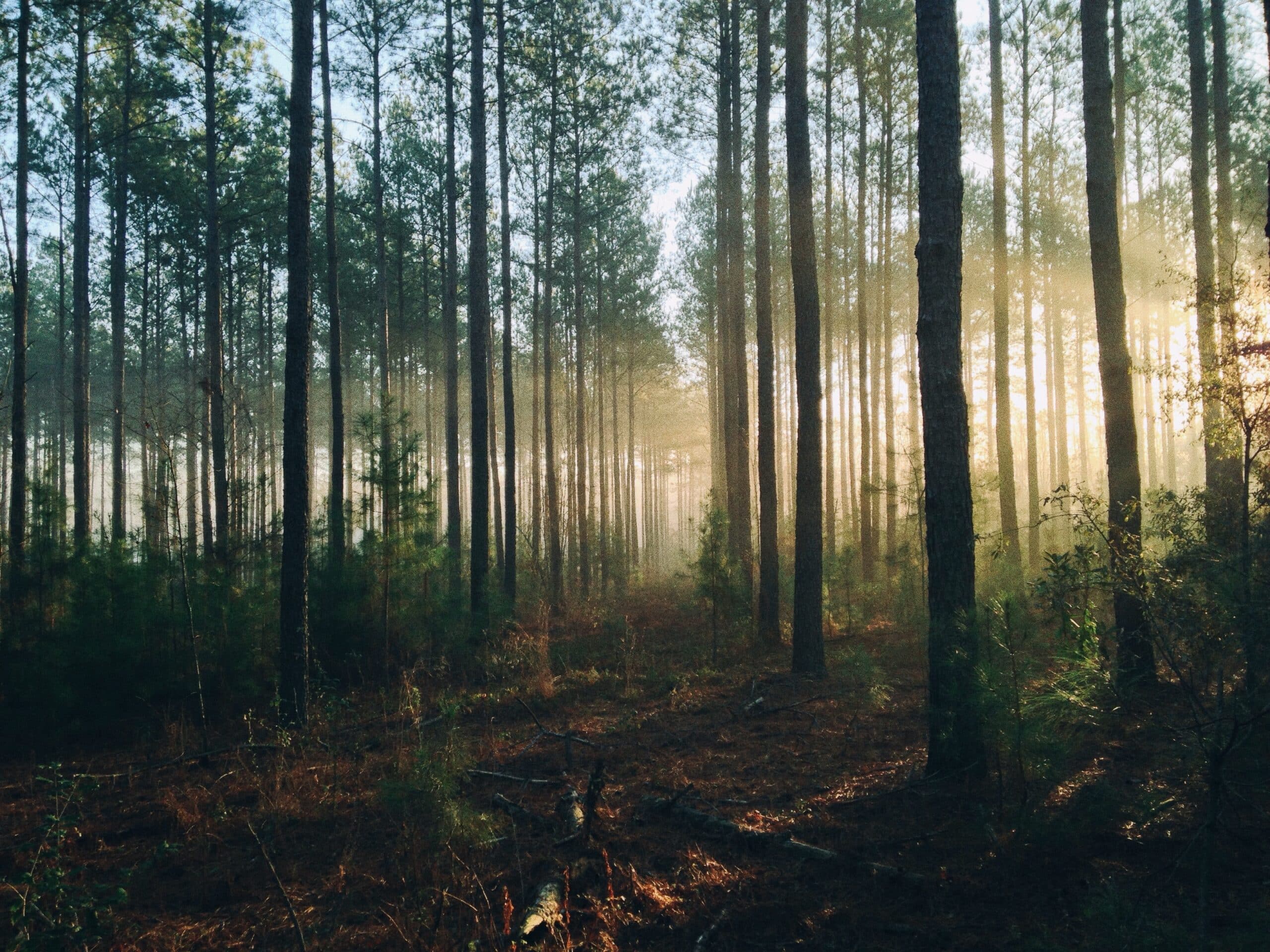 trees-forest