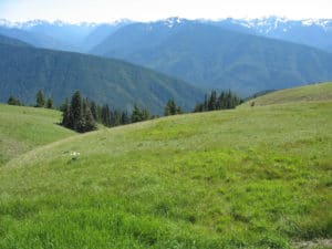 Hurricane Ridge
