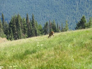 Hurricane RIdge