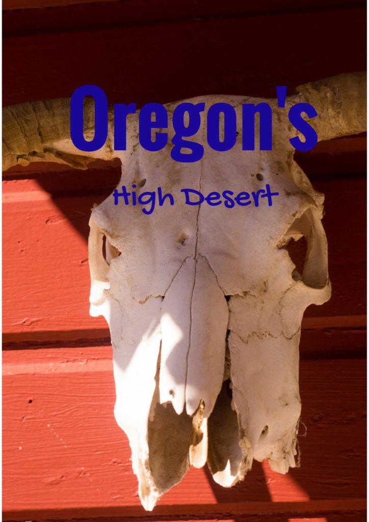 Steer Skull High Desert Oregon
