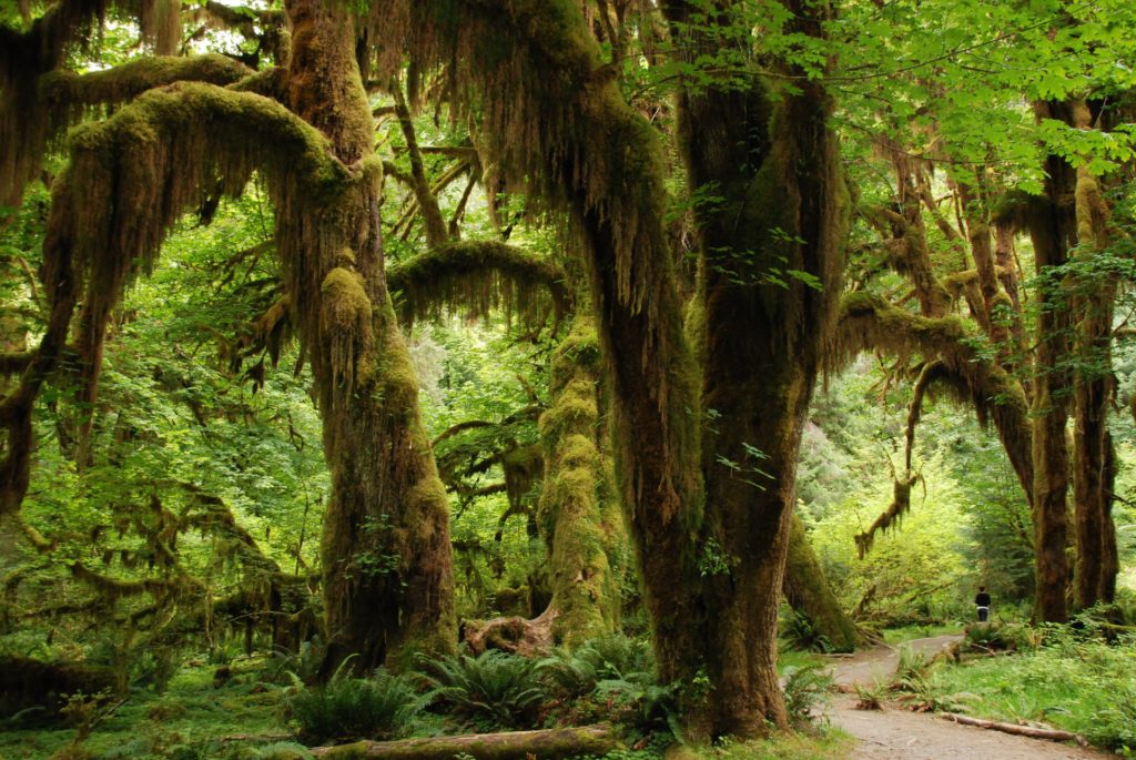 Hoh Rainforest