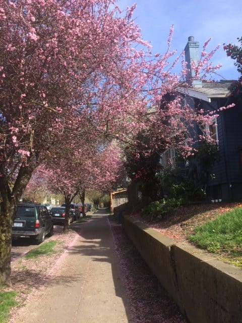 Springtime in Portland
