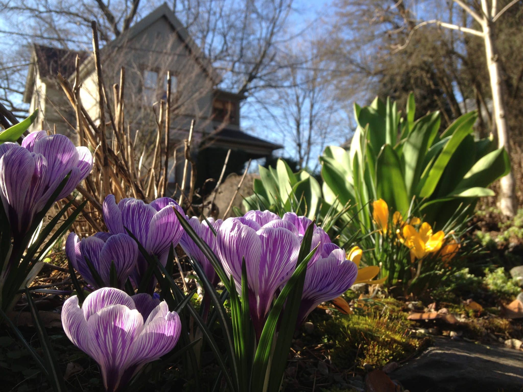 Springtime in Portland