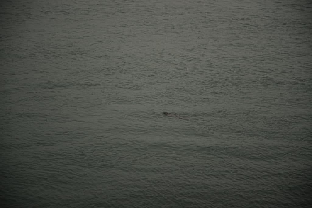 Seal Shark Reef