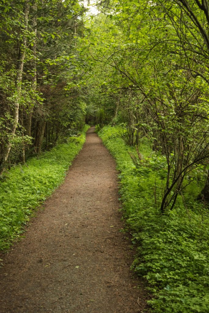 Trail to Watmough Bay