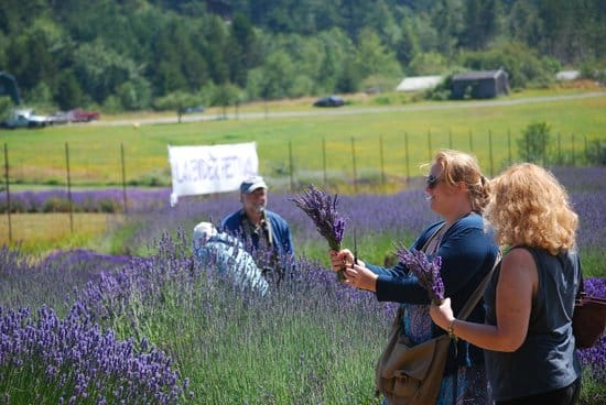 pelindaba lavender farm