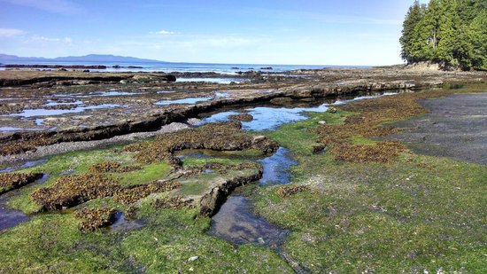 Botanical Beach