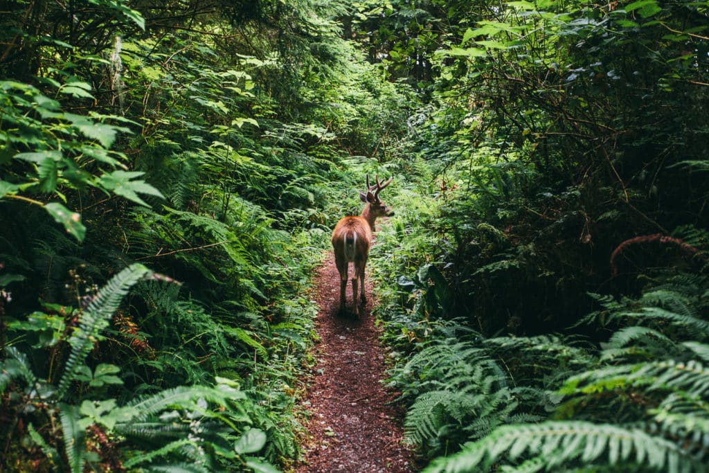 West Coast Trail