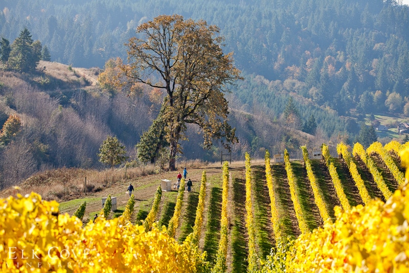 oregon's wine country