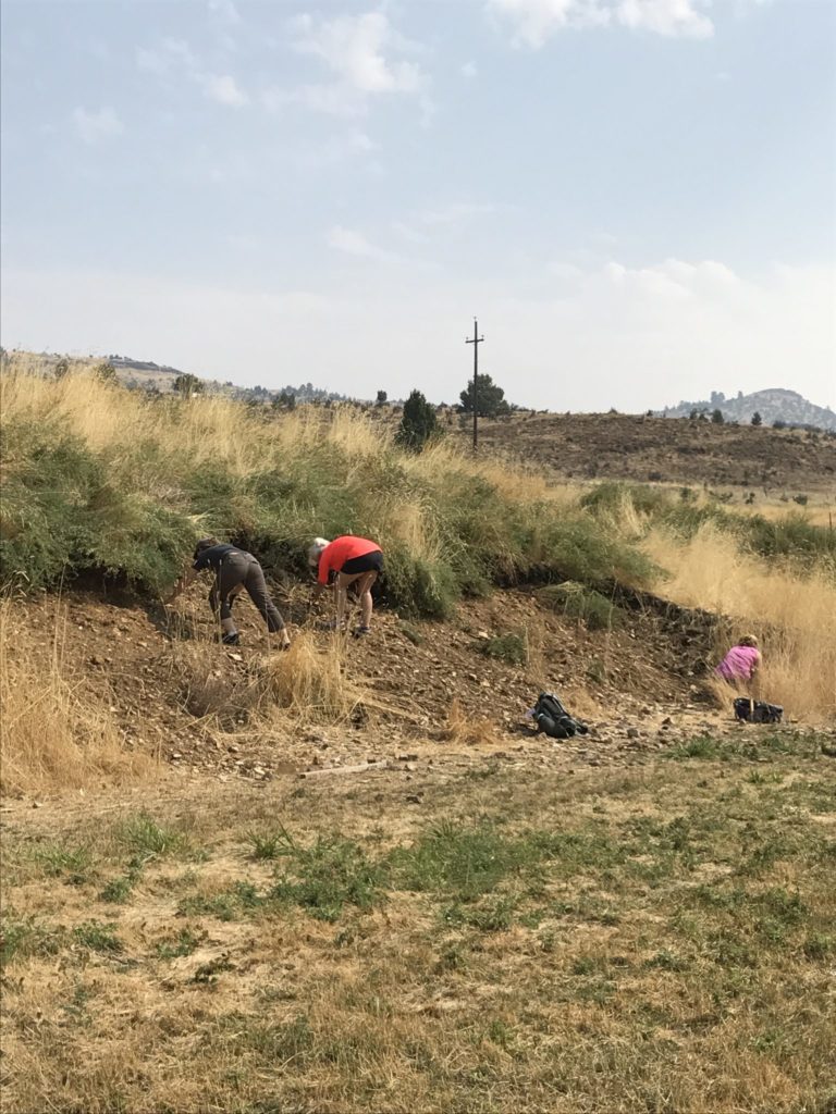 Digging for Fossils