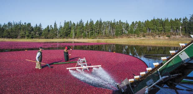 Bandon Cranberries