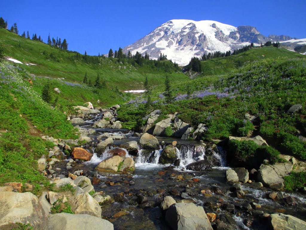 Mount Rainier meadow