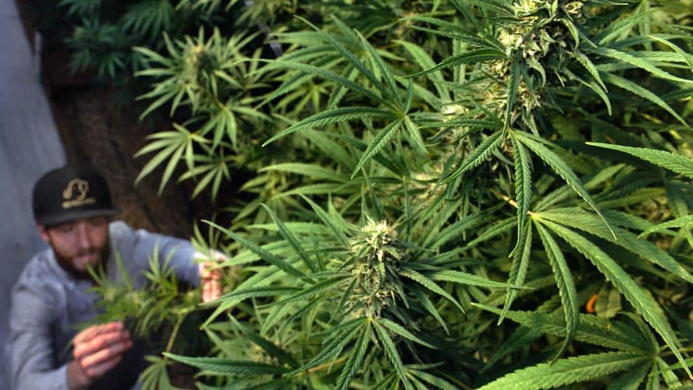 Cannabis Industry in Oregon