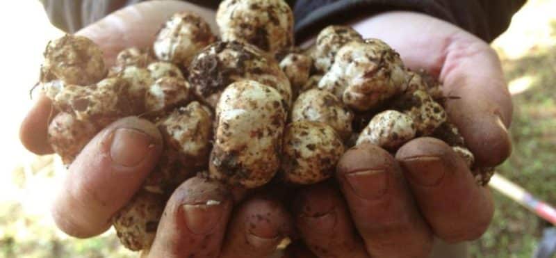 Truffle Hunting in Oregon