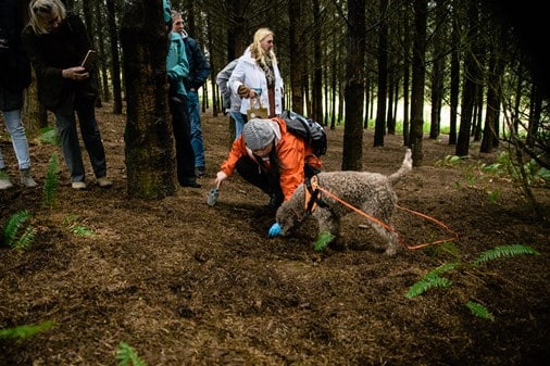 Hunting Truffles in Oregon