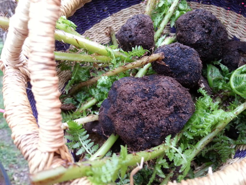 Hunting Truffles in Oregon