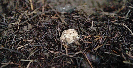 Hunting Truffles in Oregon