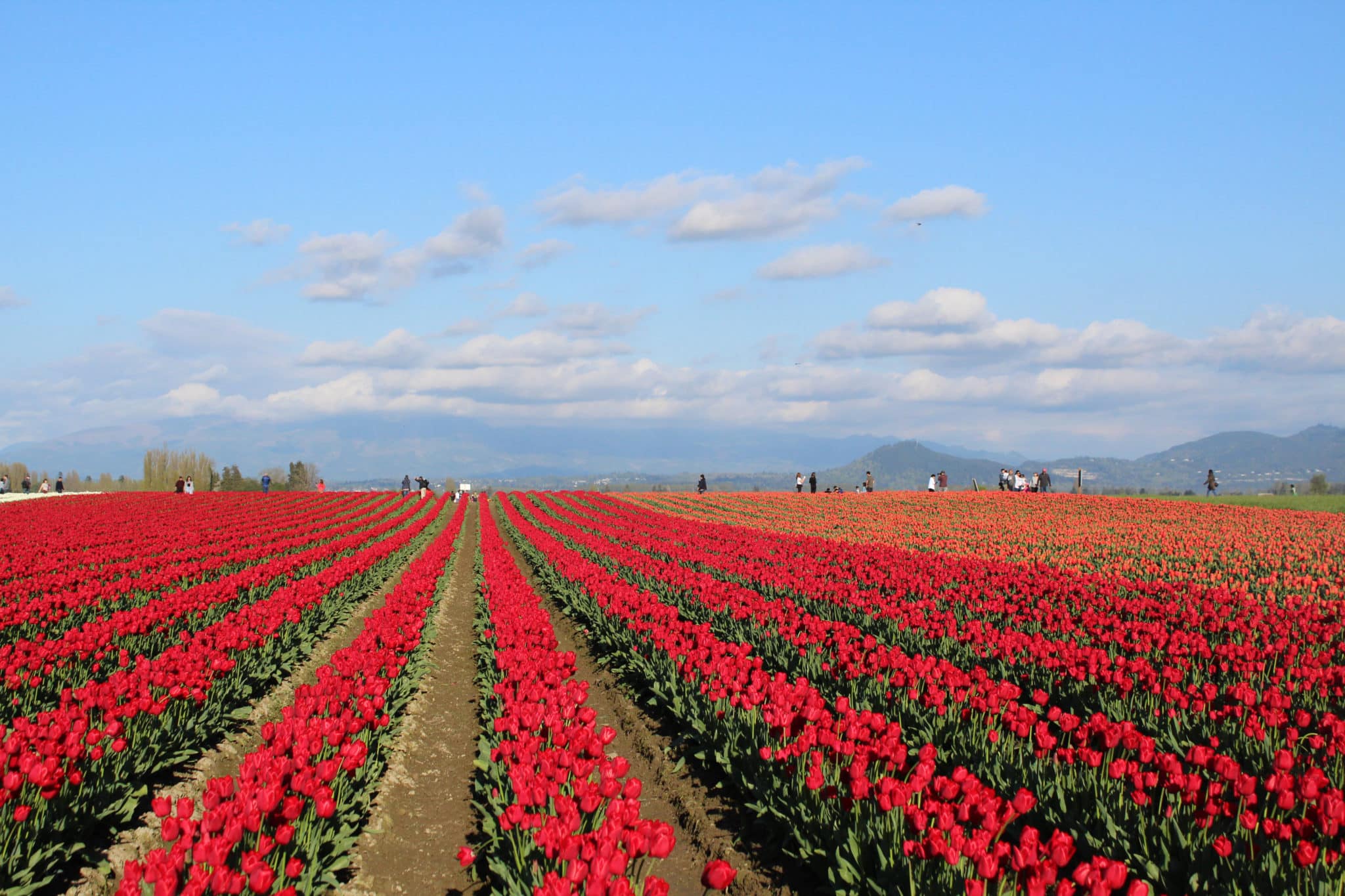 Skagit Tulip Festival