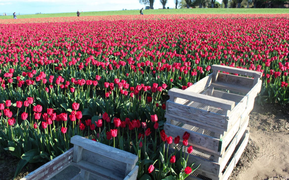 Tulip Festival