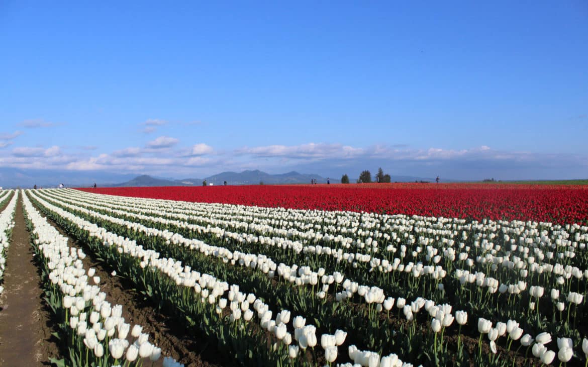 Tulip Festival