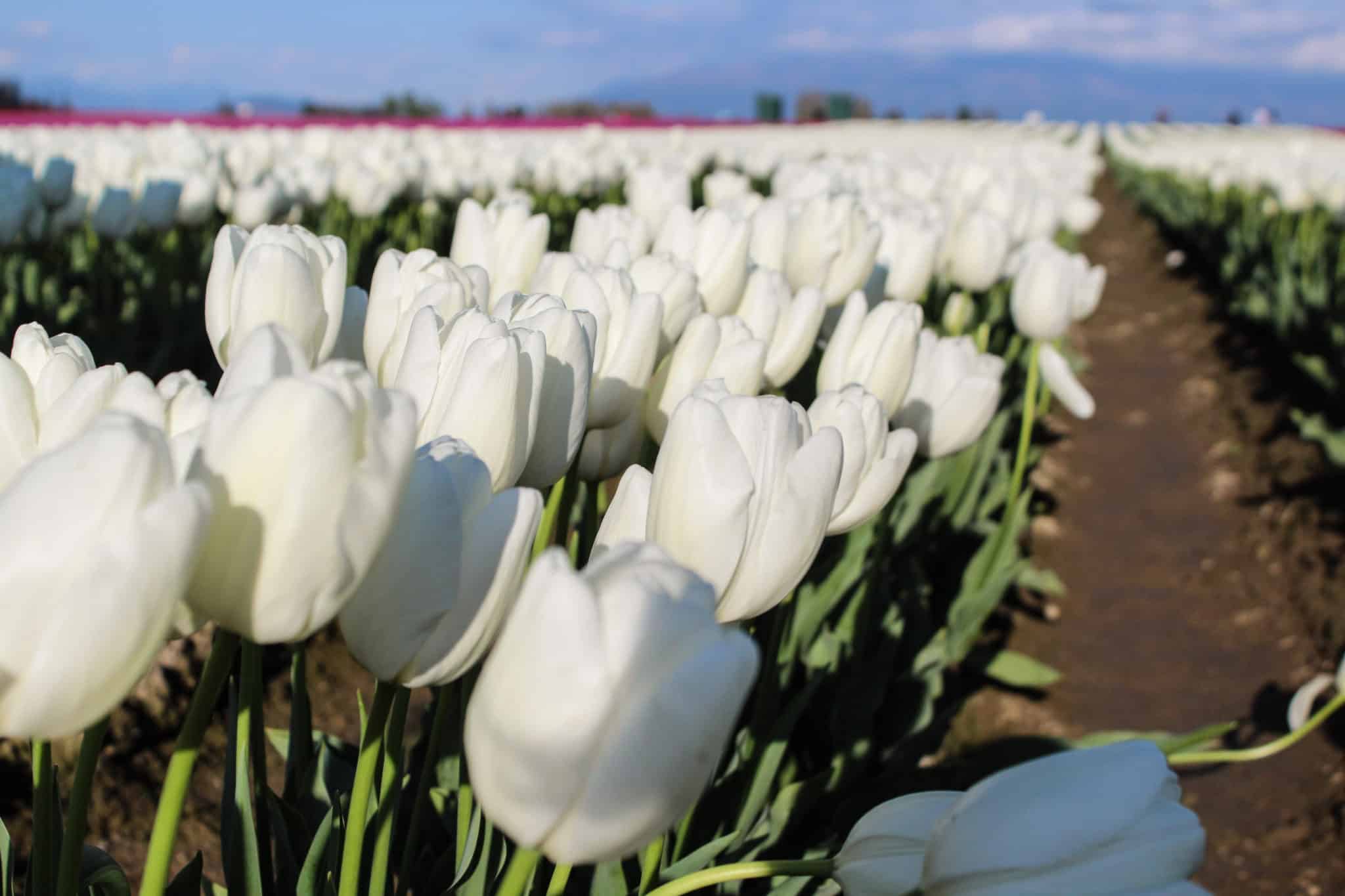 Tulip Festival