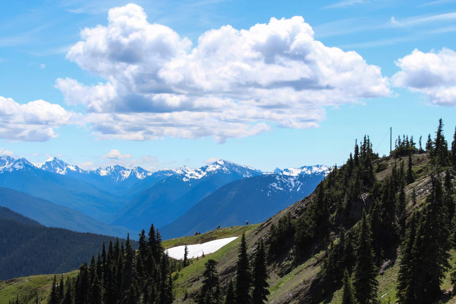 A scene from Olympic National Park.