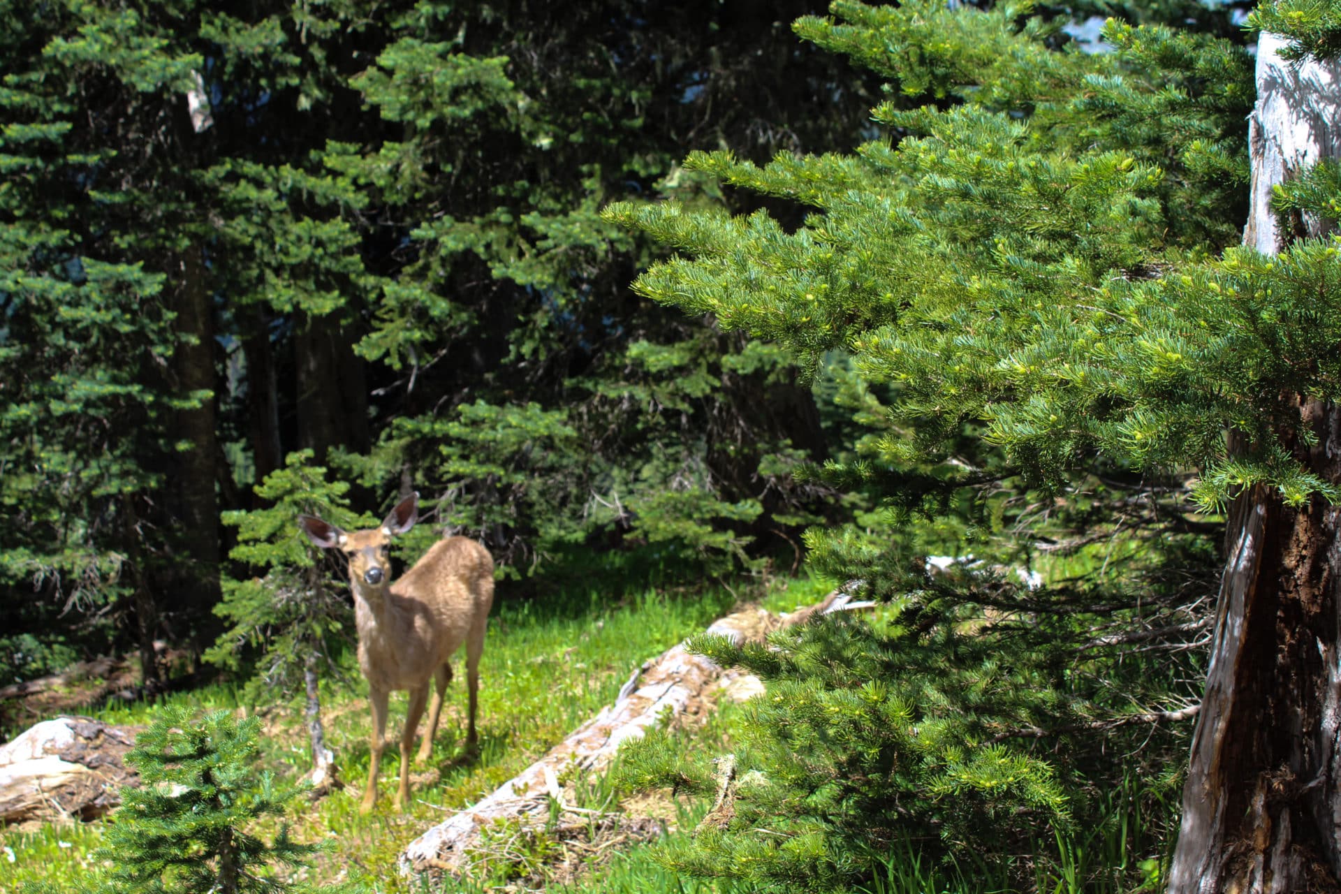 A deer checking me out on the trail.
