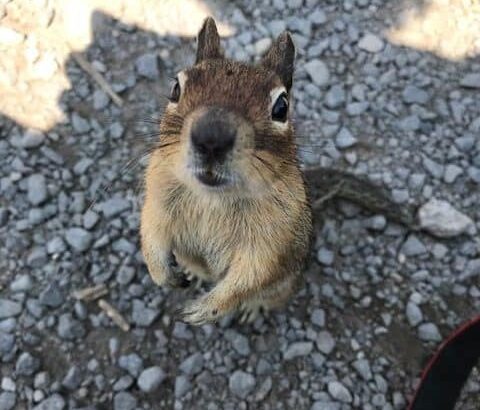 mt rainier wildlife