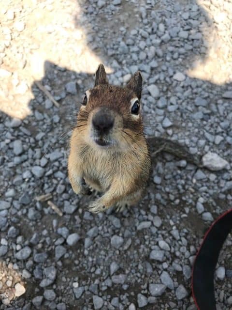 mt rainier wildlife