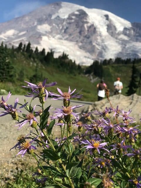 mt rainier wildlfowers