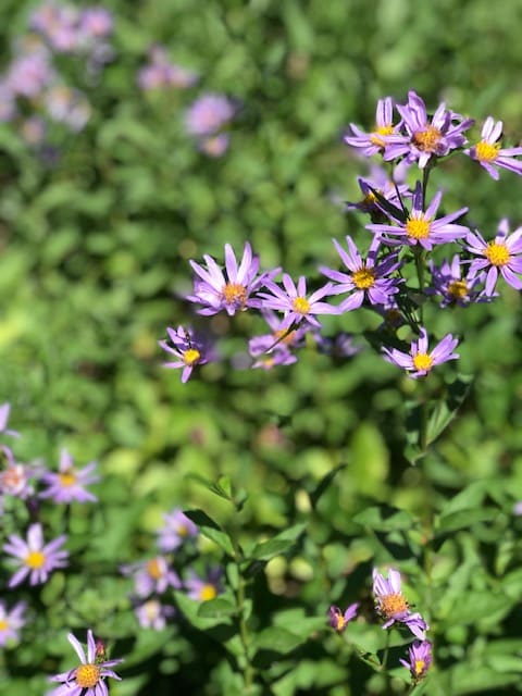 mt rainier wildflowers