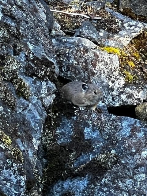 pika tweedsmuir