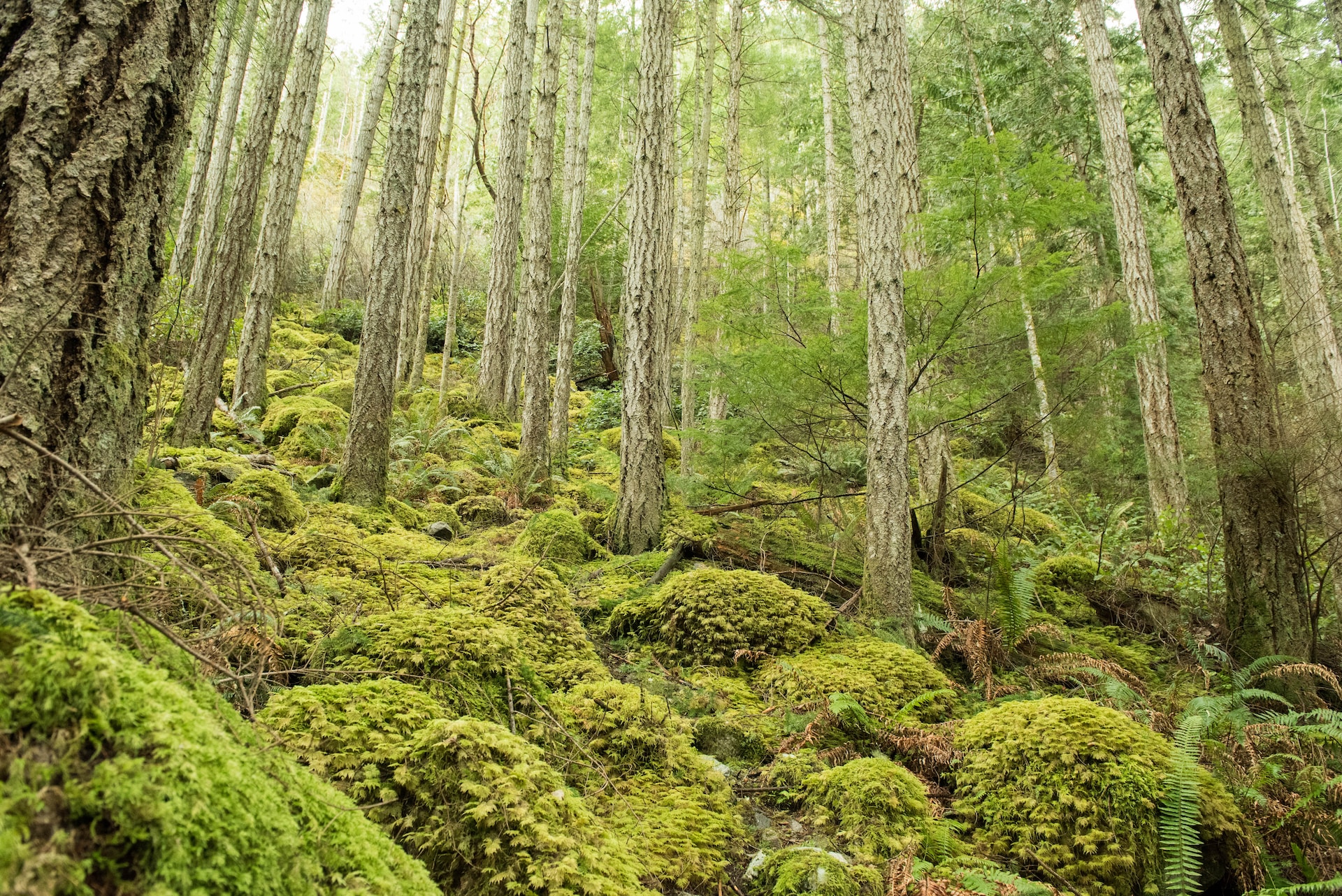 Sunshine Coast Trail