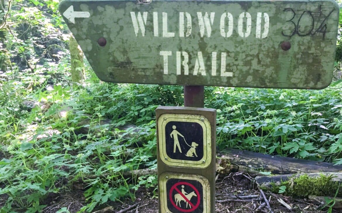 Wildwood Trail Forest Park