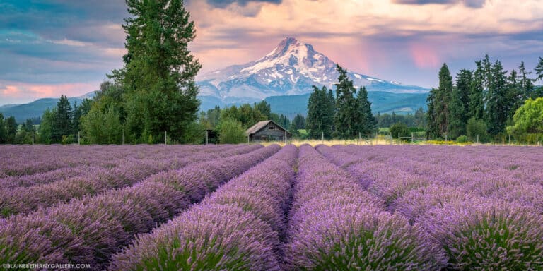 A lavender farm in Oregon