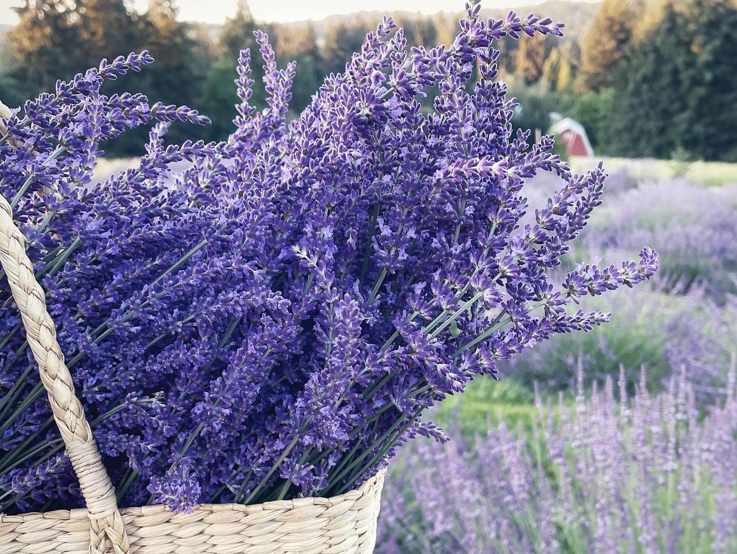 Lavender at Stonegate
