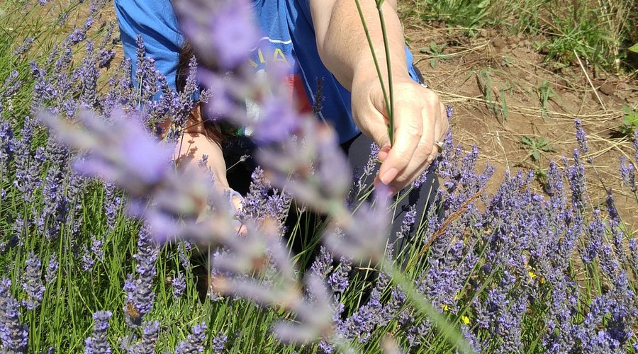 Mountainside Lavender Hillsboro