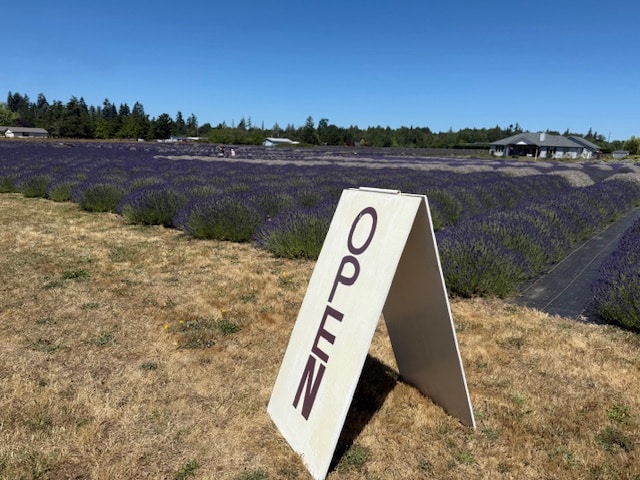 A lavender field ab B&B Lavender Farm in Sequim, Washington.