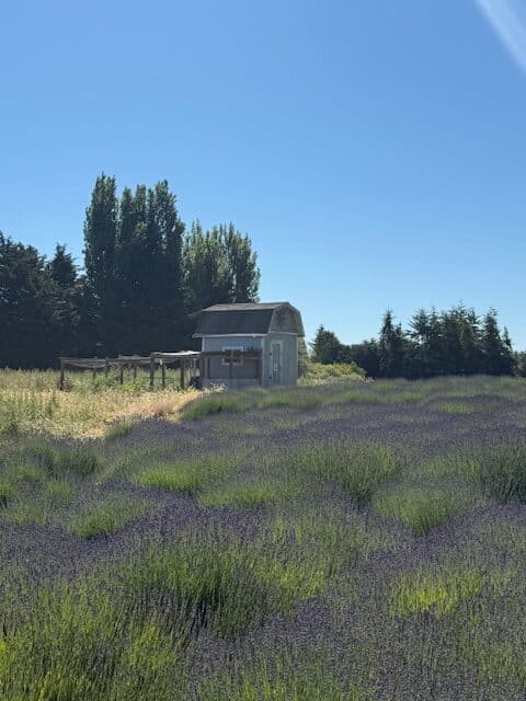 Jardin du Soleil Lavender field in Sequim, Washington.