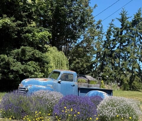 An old truck at the entrance of the Lavender Connection, in Sequim, Washington.