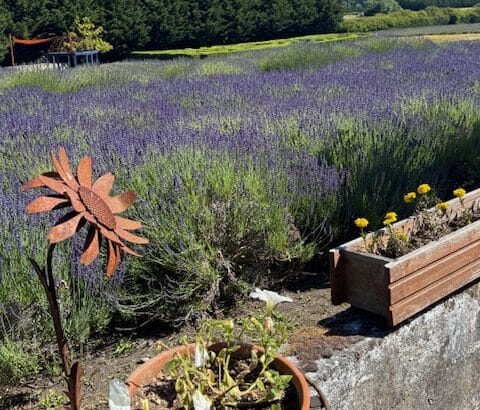 A lavender field in Sequim, Washington.