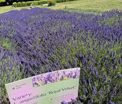 Royal Velvet Lavender growing at Jardin du Soleil Lavender Farm in Sequim, Washington