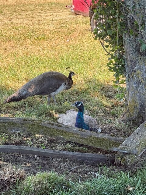 Peacocks near a lavender field in Sequim, Washington.