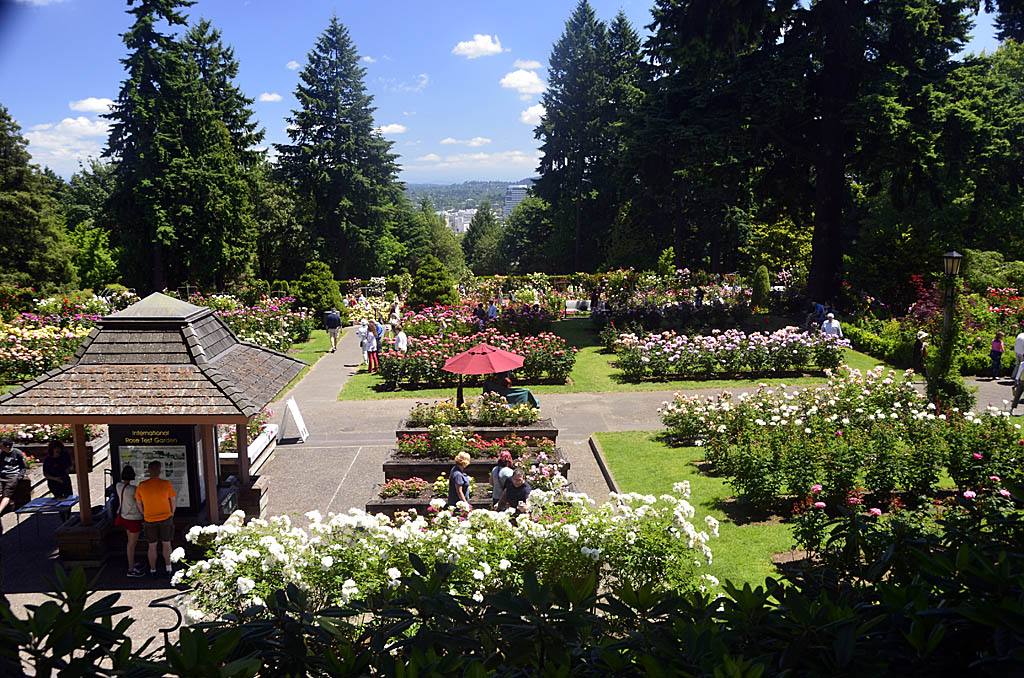International Rose Test Garden in Portland, Oregon.